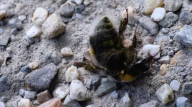 Yaralı yaban arısına yakın durun..