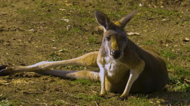 Närbild Känguru Ligger Marken Och Flyttar Näsan Och Huvudet — Stockvideo