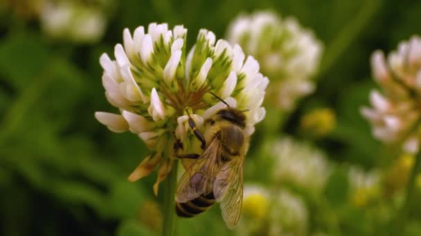 Zbliżenie Pszczoły Zbierającej Nektar Kwiatu Koniczyny Słoneczny Dzień Latem — Wideo stockowe