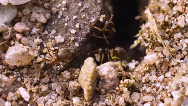 接近蚂蚁带着石头进进出出 — 图库视频影像