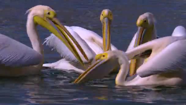 Крупный План Пеликанов Плавающих Озере — стоковое видео