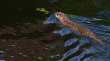 Gölün etrafındaki su samuruna yaklaş.