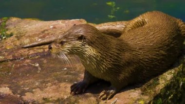 Gölün etrafındaki su samuruna yaklaş.