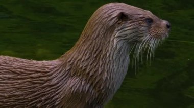 Gölün etrafındaki su samuruna yaklaş.