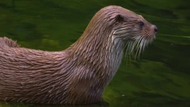 Gölün etrafındaki su samuruna yaklaş.