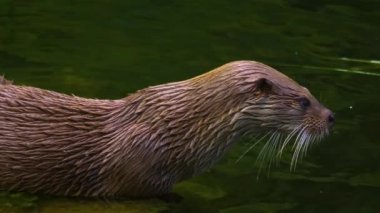 Gölün etrafındaki su samuruna yaklaş.