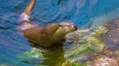 Gölün etrafındaki su samuruna yaklaş.