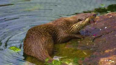 Gölün etrafındaki su samuruna yaklaş.