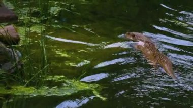 Gölün etrafındaki su samuruna yaklaş.