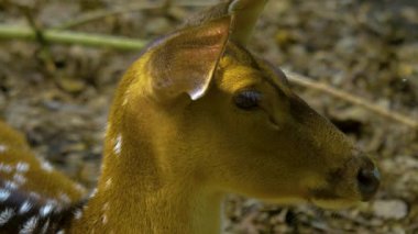 Yazın ormanda Axis Geyiği 'nin yakınında..