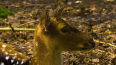Yazın ormanda Axis Geyiği 'nin yakınında..