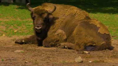 Bison yerde yatıyor. Baharın güneşli bir gününde başımı çeviriyorum..