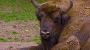 Bison yerde yatıyor. Baharın güneşli bir gününde başımı çeviriyorum..