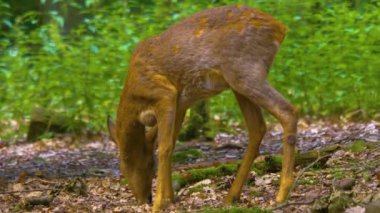 Baharda ormanda tam vücut vuruşu geyik yumurtası