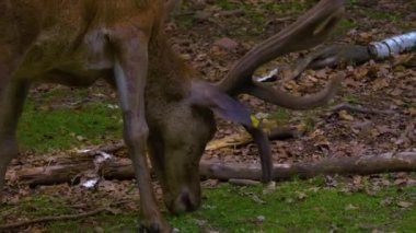 Güneşli bir baharda otlayan kızıl geyik geyiğine yaklaşın..