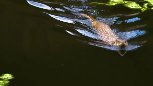 Close River Otter Lake — Stock Video