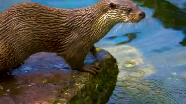 Primo Piano Lontra Fiume Intorno Lago — Video Stock