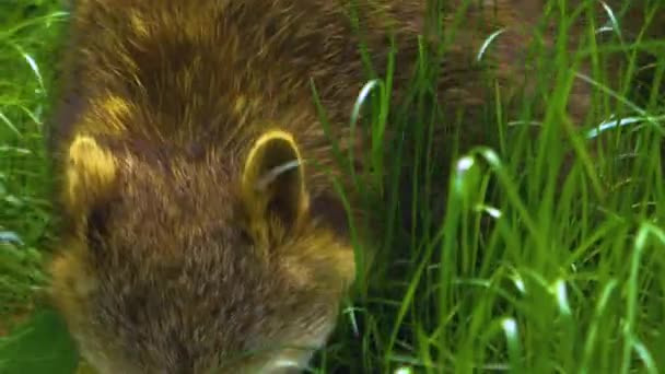 Primer Plano Mapache Caminando Través Plantas Piedras — Vídeo de stock