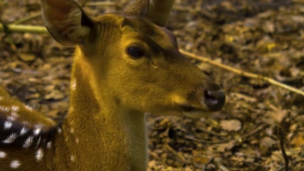 Gros Plan Sur Axe Cerf Dans Les Bois Été — Video