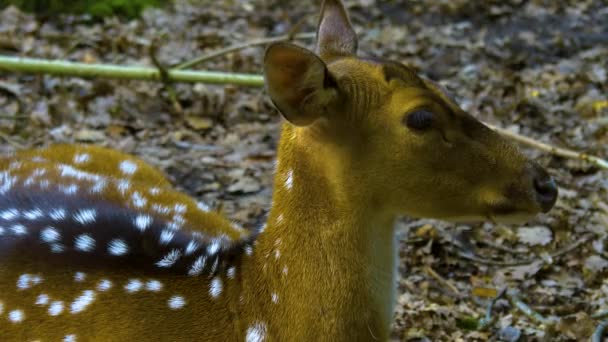 Close Axis Deer Woods Summer — Stock Video