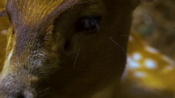 Cervos Eixo Fecham Inclinar Para Baixo Dos Olhos Para Nariz — Vídeo de Stock