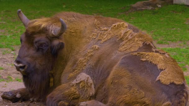 Bison Deitado Chão Virando Cabeça Dia Ensolarado Primavera — Vídeo de Stock