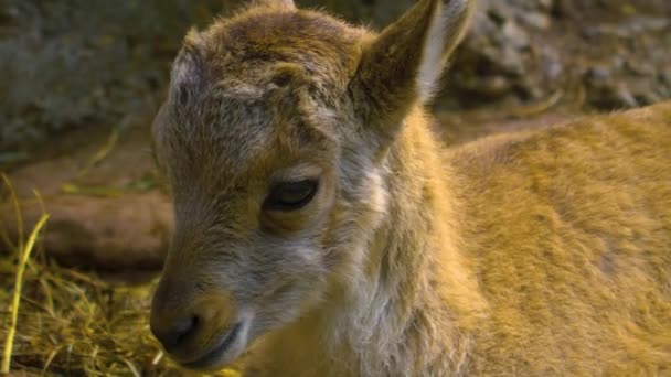 Alpine Ibex Baby Close — Stock Video