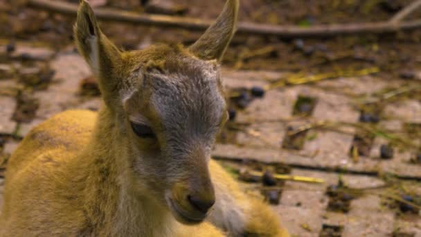 Alpejski Ibex Dziecko Zbliżyć — Wideo stockowe