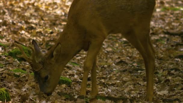 Ganzkörperjagd Auf Rehe Frühling Wald — Stockvideo