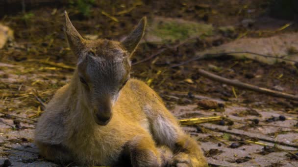 Alpine Steenbok Baby Close — Stockvideo