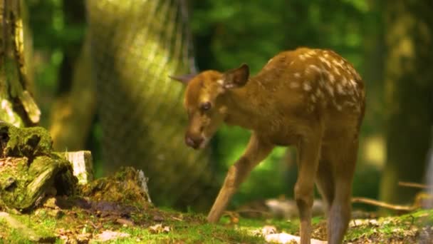 Närbild Axeln Rådjur Baby Vuxen Skogen Sommaren — Stockvideo