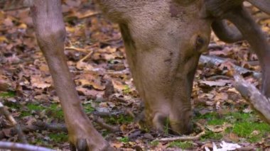 Güneşli bir baharda otlayan kızıl geyik geyiğine yaklaşın..