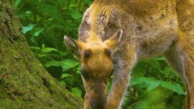Bebek ren geyikleri kafa ve gövdenin önünü kapatır. Toprağı koklar ve otlar gibi yavaşça yürür..