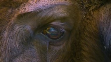 Bizon gözünü kapat..