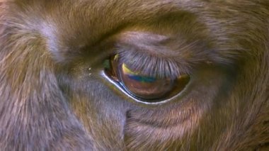 Bizon gözünü kapat..