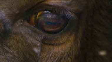 Bizon gözünü kapat..