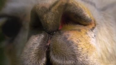 Lamaların burnunu kapat, burun delikleri hareket ediyor.