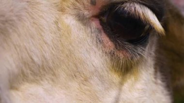 Beyaz bir lama yaklaş.