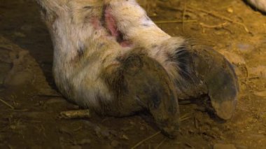 Beyaz bir lama ayağına yaklaş