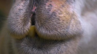 Beyaz bir lama yaklaş.