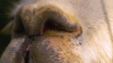 Beyaz bir lama yaklaş.