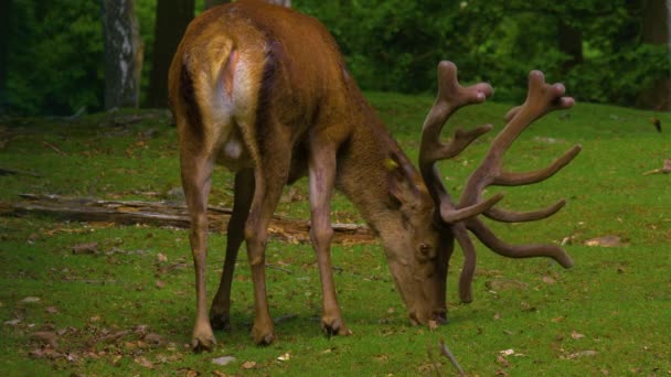 Primo Piano Cervo Rosso Mentre Brucia Una Giornata Sole Primavera — Video Stock