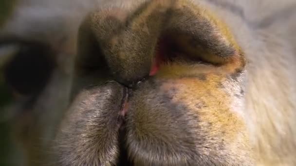 靠近美洲驼的鼻子 鼻孔在动 — 图库视频影像