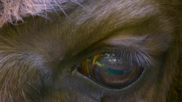 Gros Plan Oeil Bison Avec Mouche Rampant Autour Œil — Video