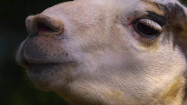 Close Van Een Witte Lama — Stockvideo