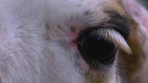 Close Van Een Witte Lama — Stockvideo