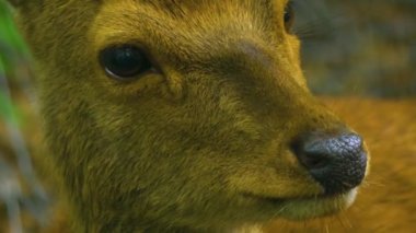 Yazın güneşli bir günde, ormanda Axis Geyiği 'nin yakınında.