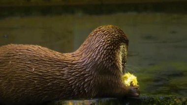 Nehirdeki su samurunun yakınında, gölün kenarında bir civciv yiyor.