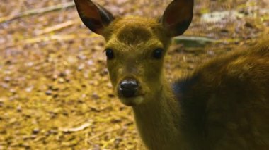 Yazın güneşli bir günde, ormanda Axis Geyiği 'nin yakınında.