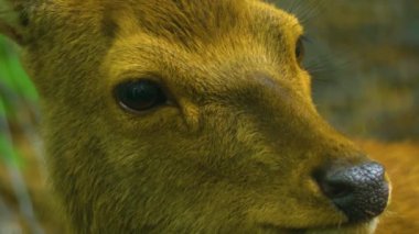 Yazın güneşli bir günde, ormanda Axis Geyiği 'nin yakınında.